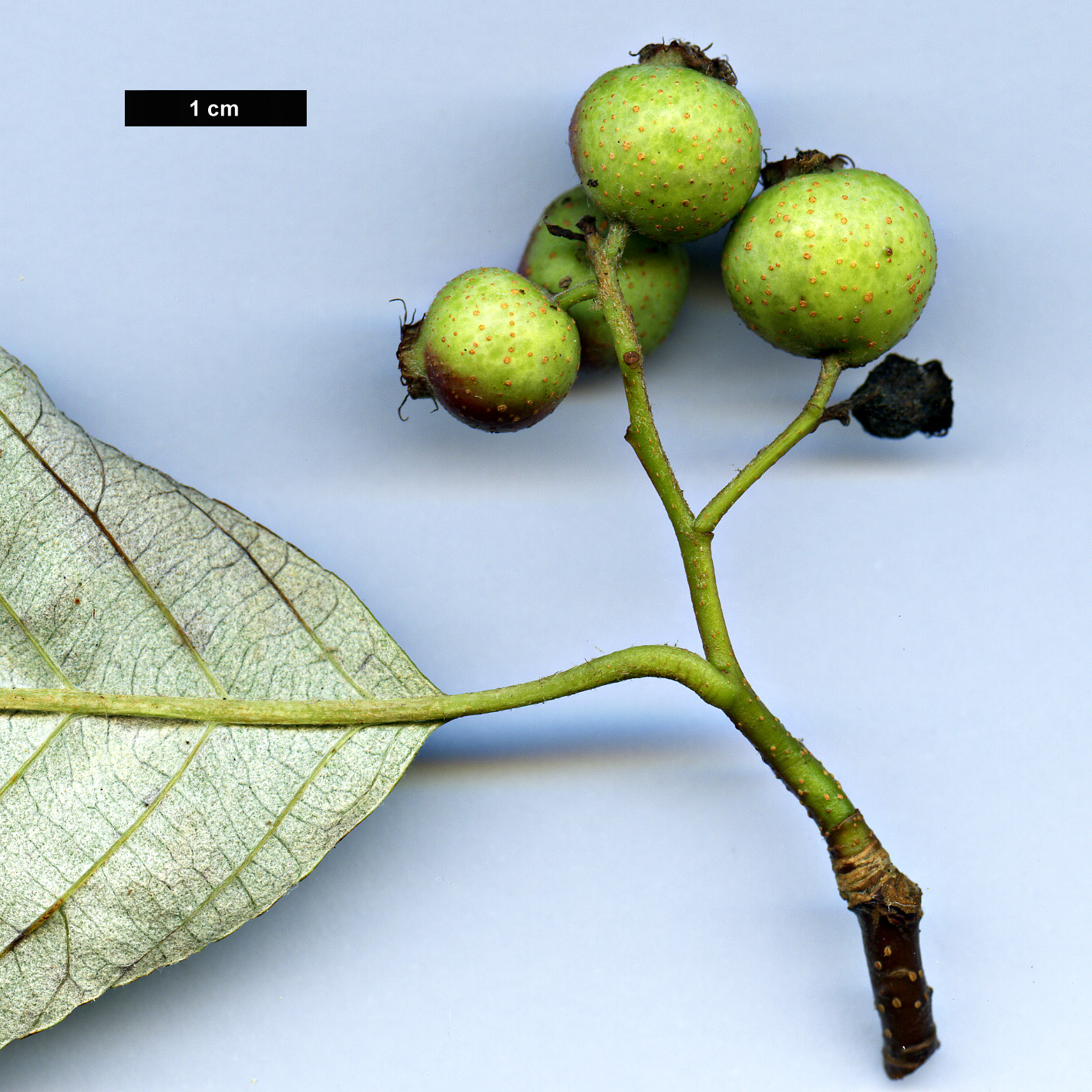 High resolution image: Family: Rosaceae - Genus: Sorbus - Taxon: ambrozyana